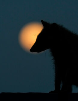 REP-GEN LATINOAMÉRICA EN IMÁGENES-FOTOS