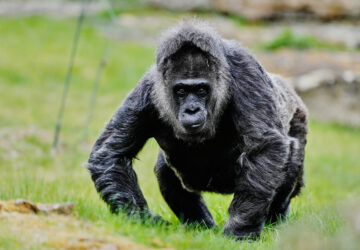 Germany Oldest Gorilla