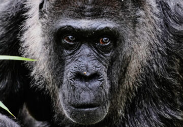 Germany Oldest Gorilla