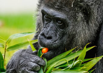 Germany Oldest Gorilla