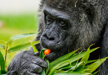 Germany Oldest Gorilla