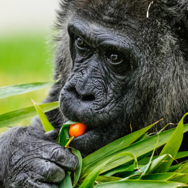 Germany Oldest Gorilla