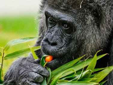 Germany Oldest Gorilla