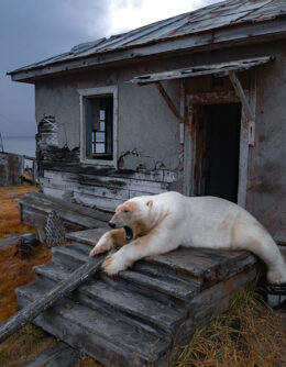 A polar bear sits on the porch at an abandoned research station on Koluchin Island, off Chukotka, Russia, Sept. 18, 2025. (AP Photo / Vadim Makhorov)