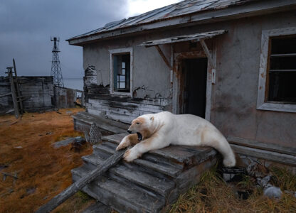 A polar bear sits on the porch at an abandoned research station on Koluchin Island, off Chukotka, Russia, Sept. 18, 2025. (AP Photo / Vadim Makhorov)