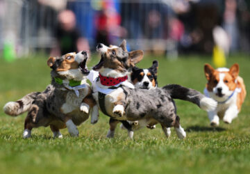 APTOPIX Czech Republic Corgi Run
