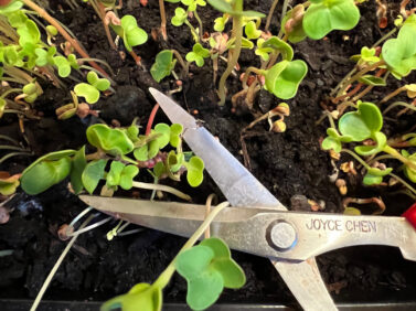 Gardening-Small Space