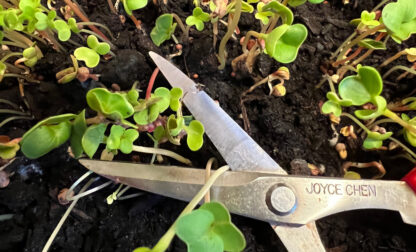 Gardening-Small Space
