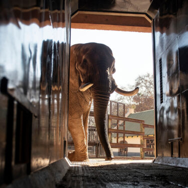 South Africa Unhappy Elephants