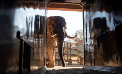 South Africa Unhappy Elephants