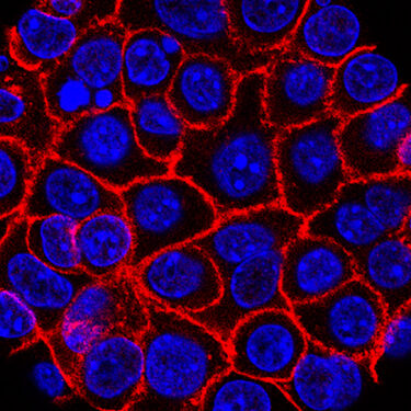 Pancreatic Cancer Drug