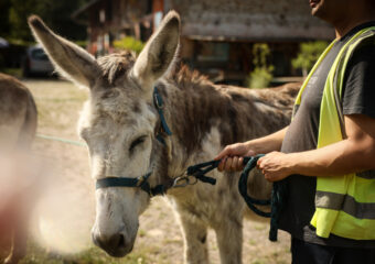 France Donkey Therapy