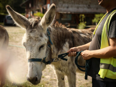 France Donkey Therapy