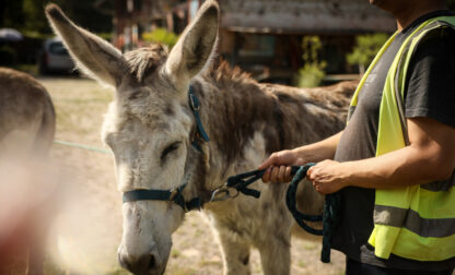 France Donkey Therapy