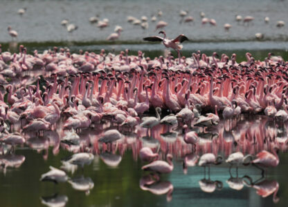 India Flamingoes
