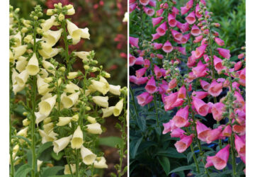 Gardening-New Plants