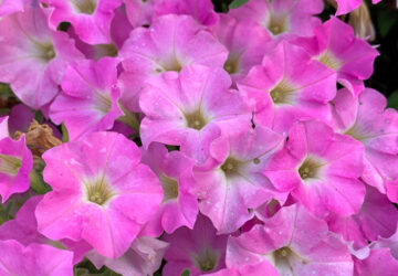 Gardening-New Plants