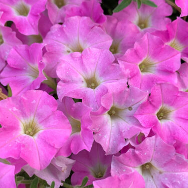 Gardening-New Plants