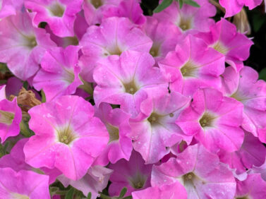 Gardening-New Plants