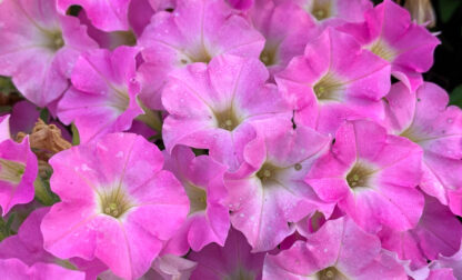 Gardening-New Plants