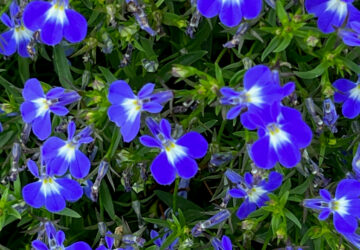 Gardening-New Plants