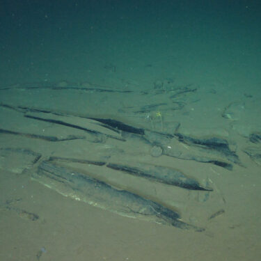 Science Whale Graveyard