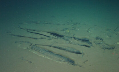 Science Whale Graveyard