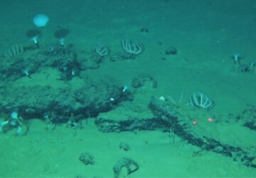 Science Whale Graveyard