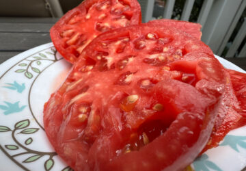 Gardening-Tomato Superstars