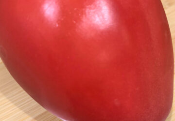 Gardening-Tomato Superstars