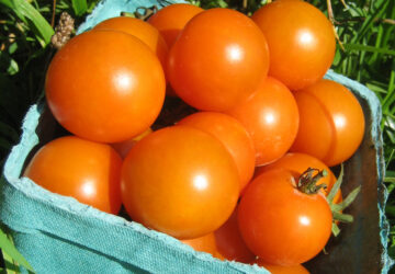 Gardening-Tomato Superstars