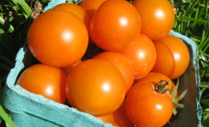 Gardening-Tomato Superstars