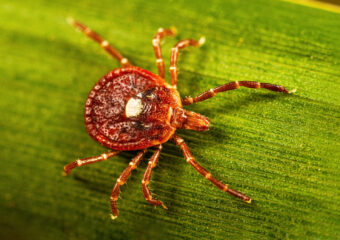 Be Well Tick Allergy