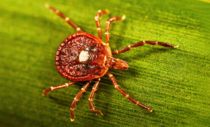 Be Well Tick Allergy