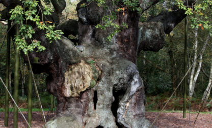 Britain Robin Hood Oak Tree