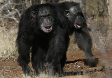 Ape Laughter