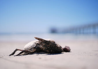 Climate Marine Heat Wave Dead Seabirds