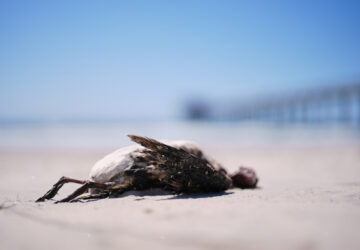 Climate Marine Heat Wave Dead Seabirds