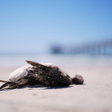 Climate Marine Heat Wave Dead Seabirds