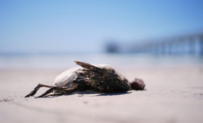 Climate Marine Heat Wave Dead Seabirds