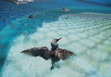 Climate Marine Heat Wave Dead Seabirds