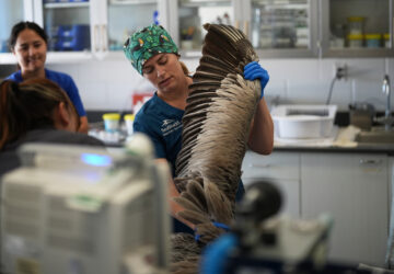 Climate Marine Heat Wave Dead Seabirds