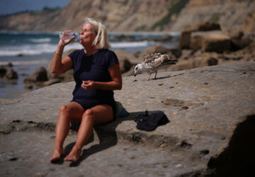 Climate Marine Heat Wave Dead Seabirds