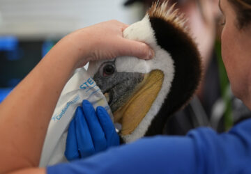 Climate Marine Heat Wave Dead Seabirds