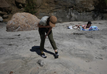 Climate Marine Heat Wave Dead Seabirds