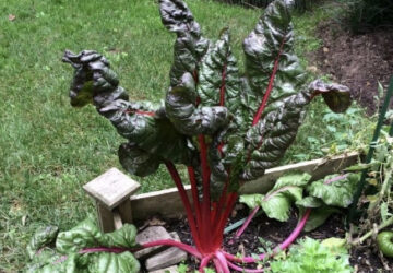 Gardening – Shade Vegetables