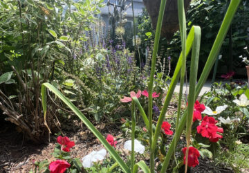 Gardening – Shade Vegetables