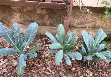 Gardening – Shade Vegetables