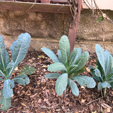 Gardening – Shade Vegetables