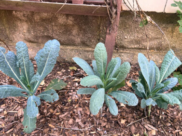 Gardening – Shade Vegetables